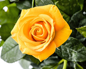 300-rose